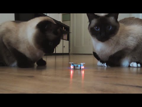 Cats play with mini drone, Siamese/birman mix cats testing Cheerson cx 10 mini drone